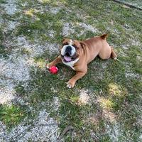 Bulldog inglese per monta