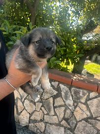 Cucciolo di cane meticci per adozione