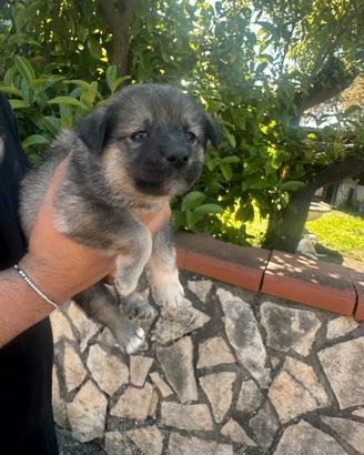 Cucciolo di cane meticci per adozione