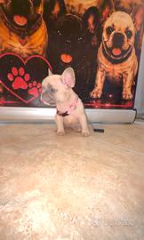 Bulldog francese