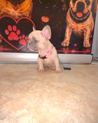 Bulldog francese