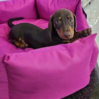 Bassottino cioccolato