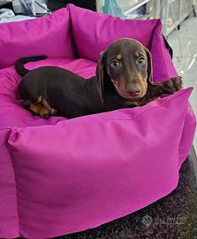 Bassottino cioccolato