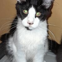 Animali gatti Maine coon
