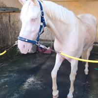 Pony in fida