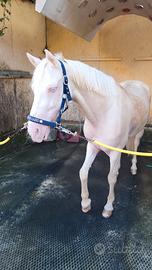 Pony in fida
