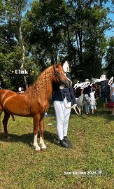Pony welsh
