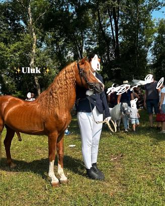 Pony welsh