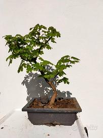 BONSAI E PREBONSAI DI ACERO CAMPESTRE