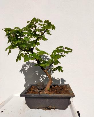 BONSAI E PREBONSAI DI ACERO CAMPESTRE