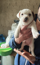 Disponibili Jack Russell Terrier