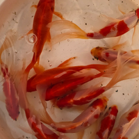 Pesci rossi laghetto acquario