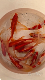 Pesci rossi laghetto acquario