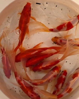 Pesci rossi laghetto acquario