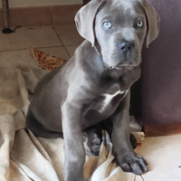 Cuccioli cane corso 3 mesi disponibili