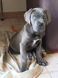 Cuccioli cane corso 3 mesi disponibili