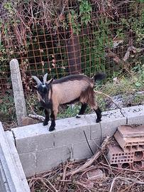 Capra nana tibetana
