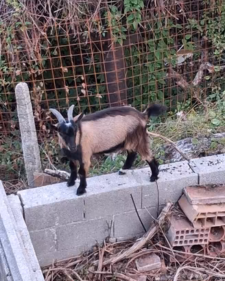 Capra nana tibetana
