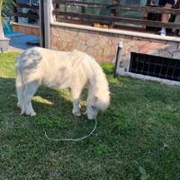 Pony falabella per monta