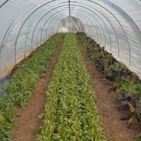 Archi zincati per tunnel serra