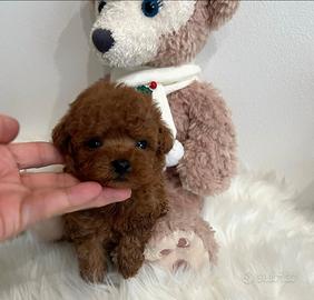 Barboncini mini toy red asiatici