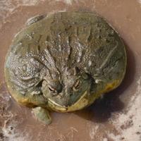 Pyxicephalus adspersus rana toro africa FEMMINA