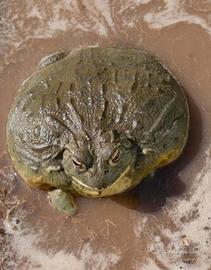 Pyxicephalus adspersus rana toro africa FEMMINA