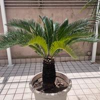 Cygas e canfora