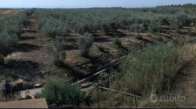 Uliveto -terreno pianeggiante di 27.666