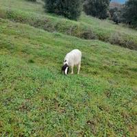 Capre maltesi testa nera