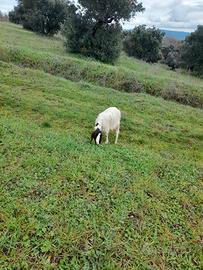 Capre maltesi testa nera