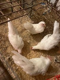 Galline Chabo