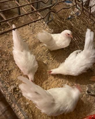 Galline Chabo