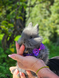 Mini coniglietti,conigli