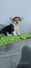Welsh corgi Pembroke pedigree ENCI