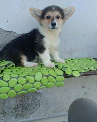 Welsh corgi Pembroke pedigree ENCI