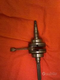 Albero Jasil