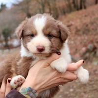 Pastore australiano shepherd aussie