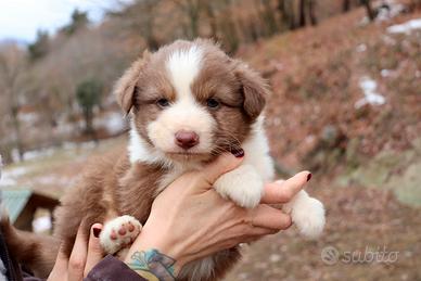 Pastore australiano shepherd aussie