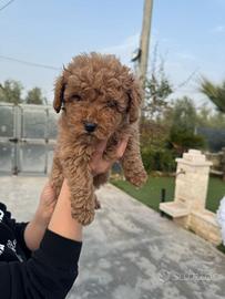 Barboncino toy albicocca maschietto