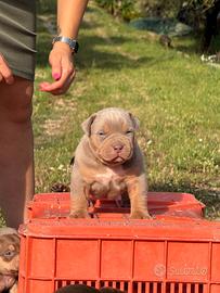 American bully xl - xxl