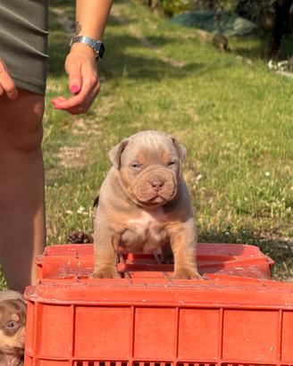 American bully xl - xxl