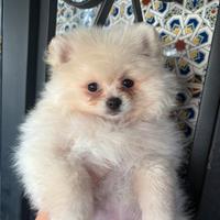 Cucciolo volpino di Pomerania