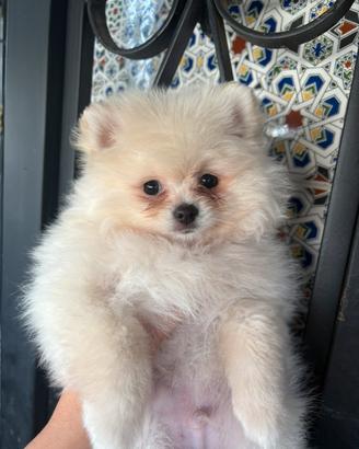 Cucciolo volpino di Pomerania