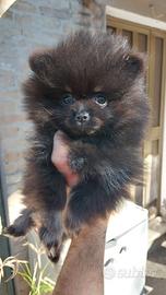 Spitz di Pomerania
