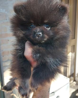 Spitz di Pomerania