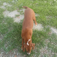 Cane segugio maremmano