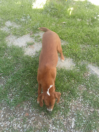 Cane segugio maremmano