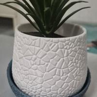 Vasi per piante grasse  