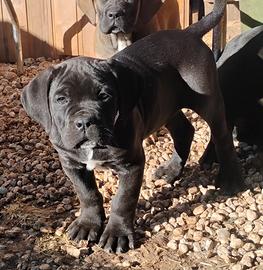 Cucciolo cane corso